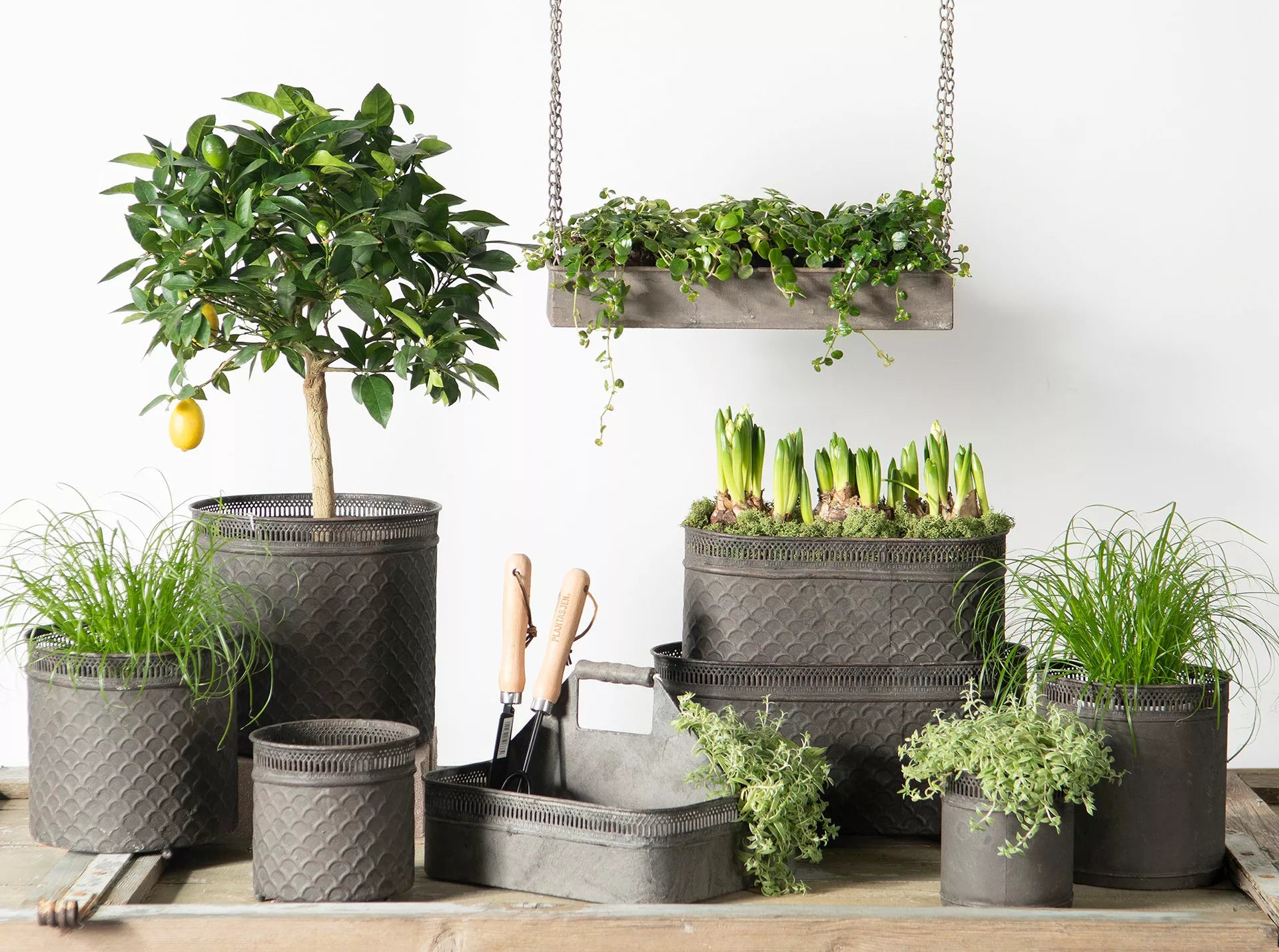 hjengende hylle planter urter