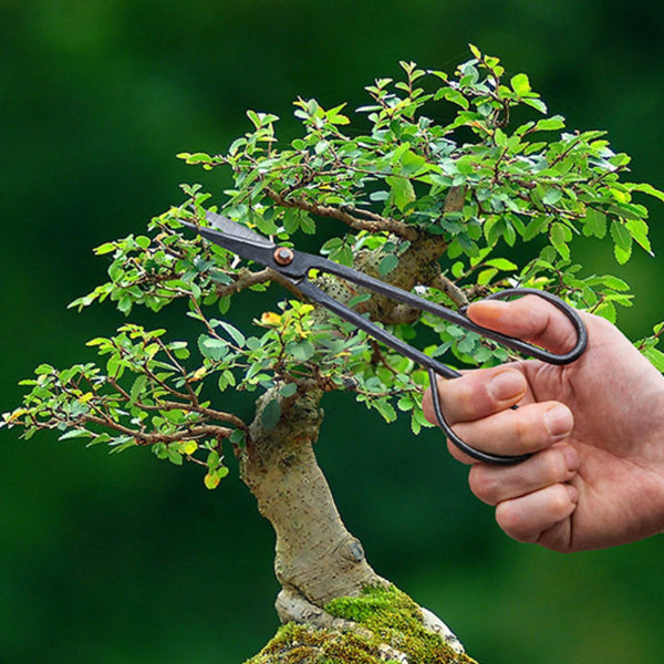 saks beskjæring planter blomster bonsai