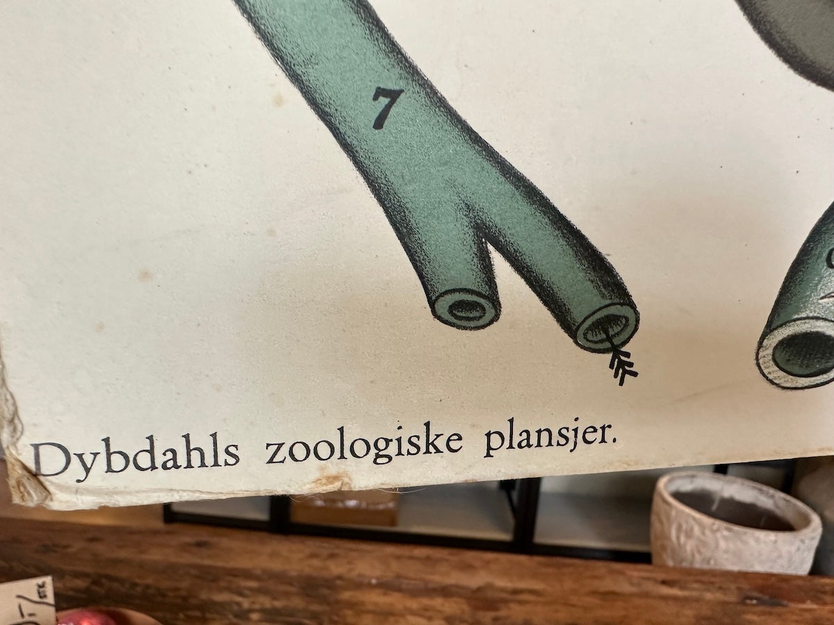 Vintage Skoleplansje Kroppen - 76x61cm