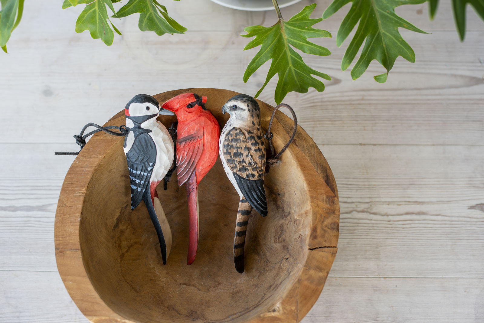 skohorn dvergfalk falk fugl wildlife garden wg4998