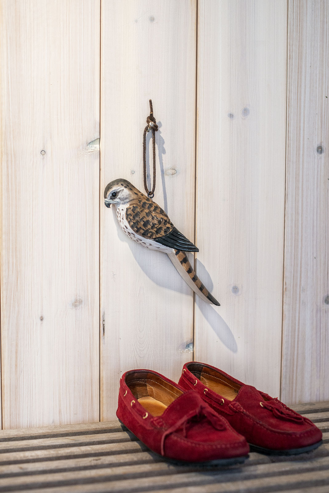 skohorn dvergfalk falk fugl wildlife garden wg4998