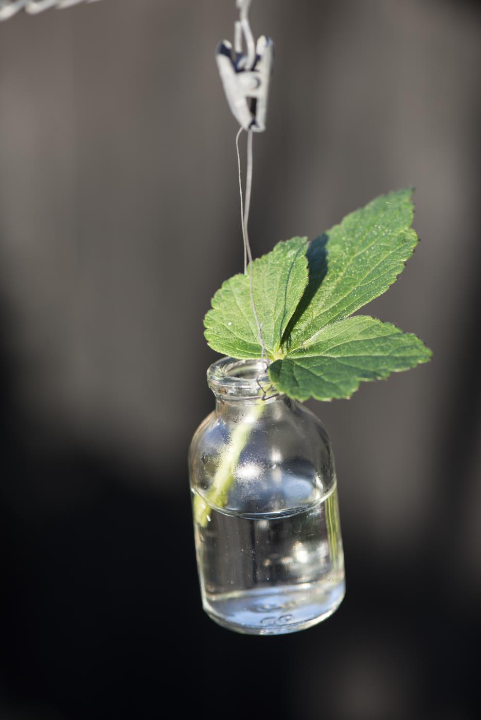 Apotekerglass Mini, Klart - 6cm