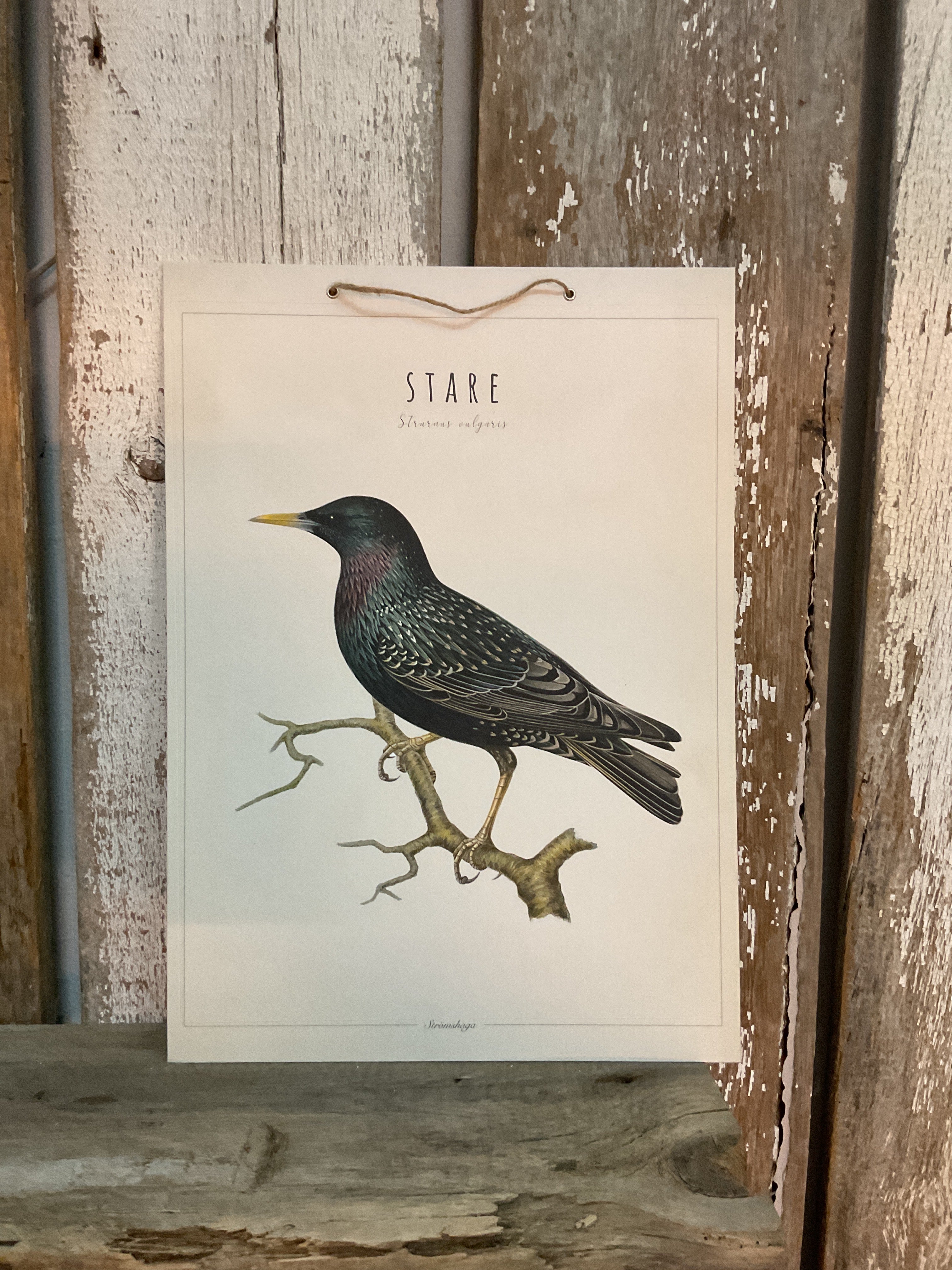 Skoleplansje Stær - 33x46cm