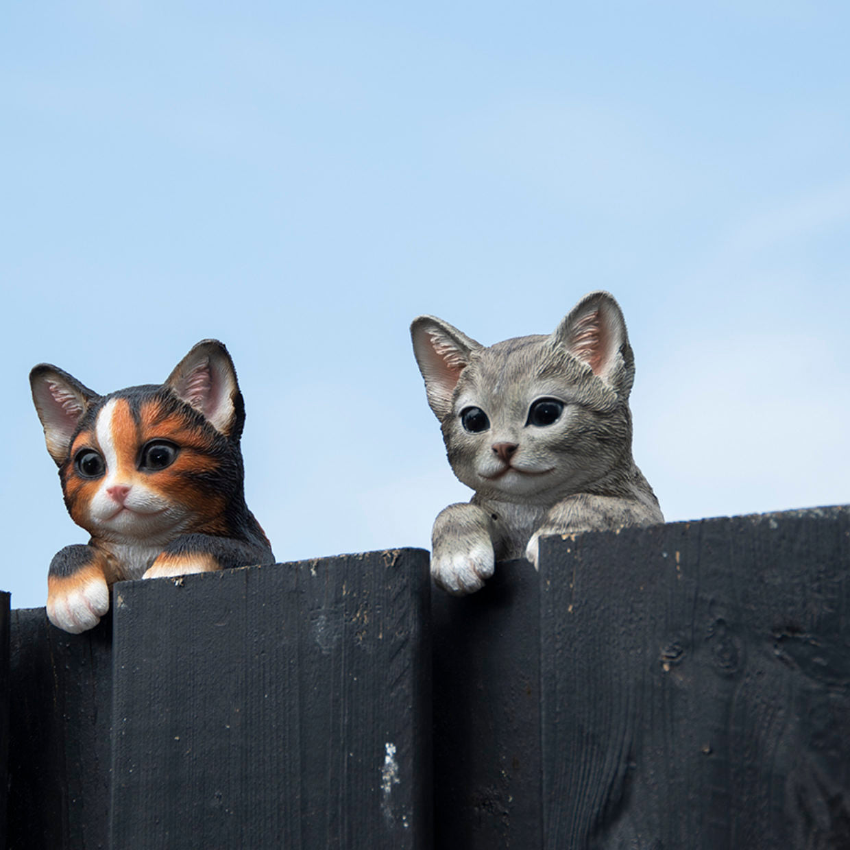 katt til gjerde