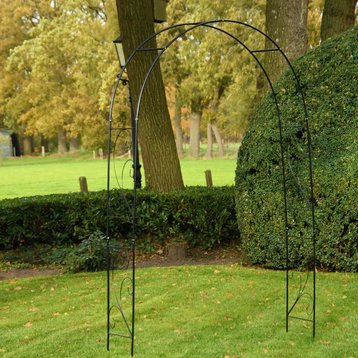 rosebue svart klassisk