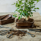 saks bonsai gammeldags beskjære planter blomster